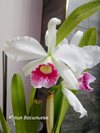 Laelia purpurata var. carnea (ECUAGENERA ) 